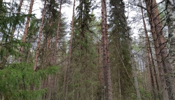 L18.jpg