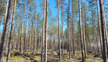 Meijerinmetsä 743-403-10-59