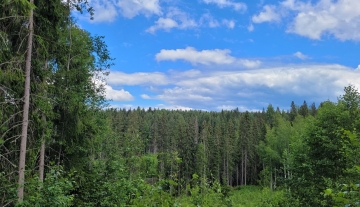 Metsäsalo 108-416-1-86
